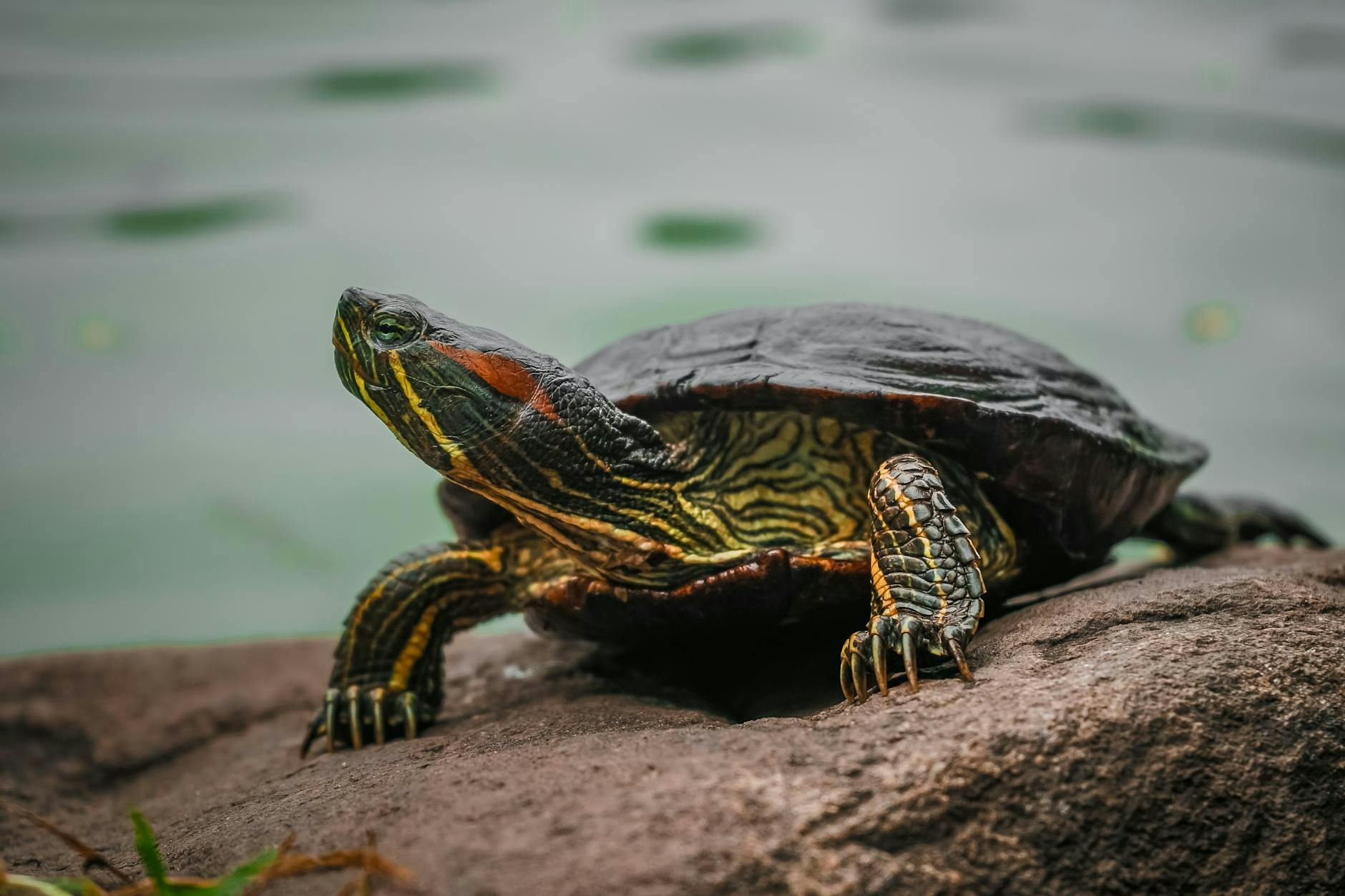 Photo by Vlad Chețan on Pexels
